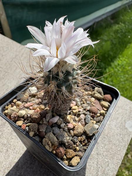 Turbinicarpus heliae